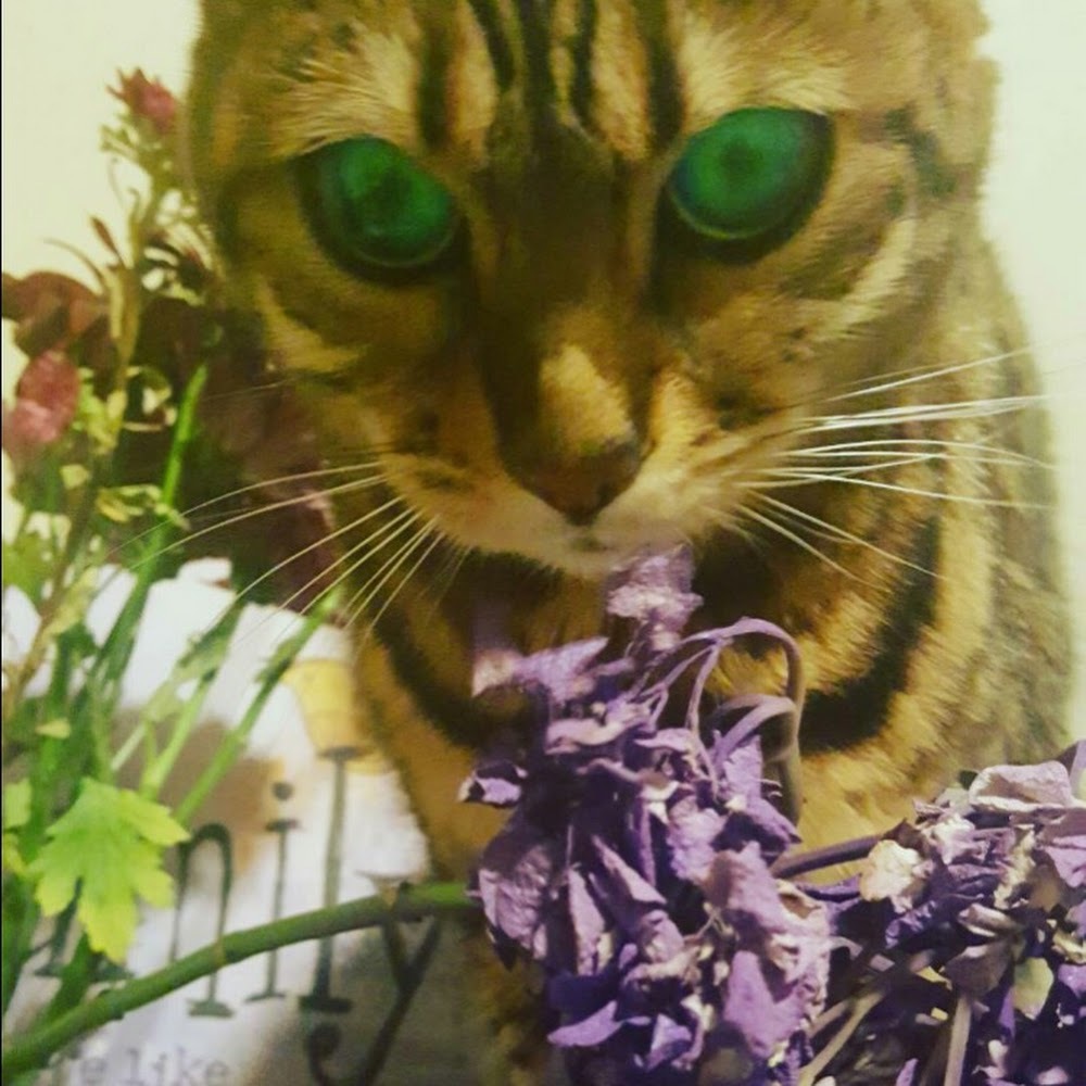 Meet your Posher, Purple